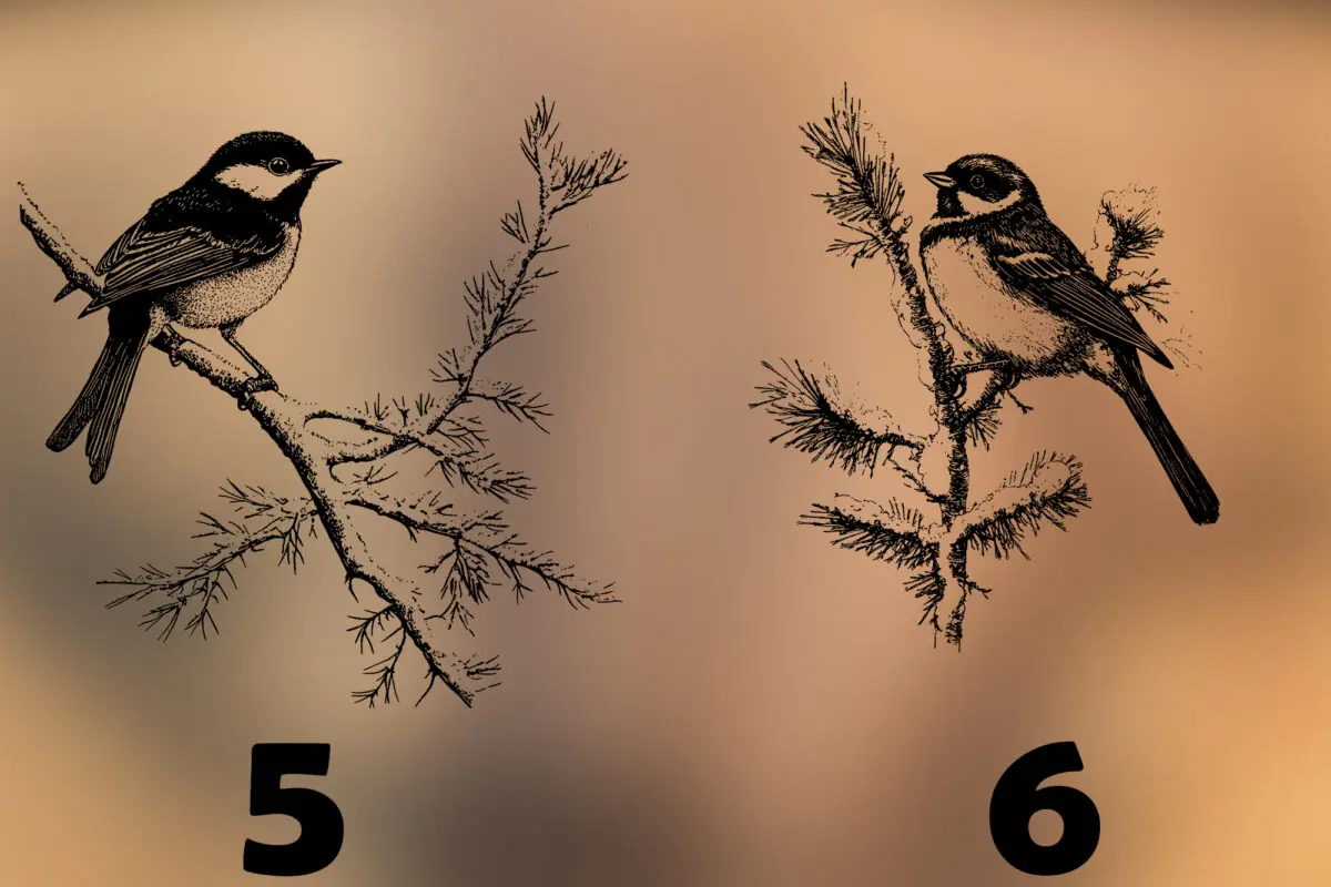 Acacia Decoratieplank Veluwe Wildlife Edition met lasergravure van een Veluws dier. Sfeervolle foto met warme avondgloed en natuurlijke decoratie.