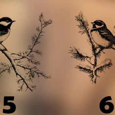 Acacia Decoratieplank Veluwe Wildlife Edition met lasergravure van een Veluws dier. Sfeervolle foto met warme avondgloed en natuurlijke decoratie.